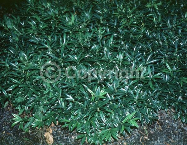 White blooms; Evergreen