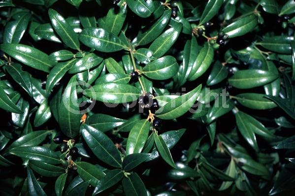 White blooms; Evergreen
