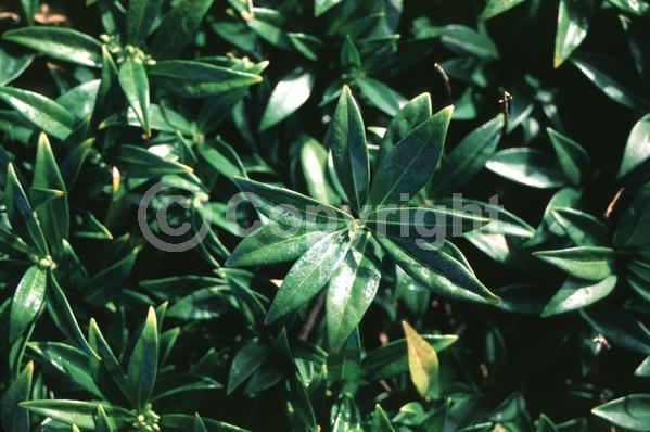 White blooms; Evergreen