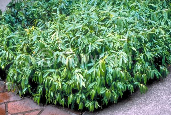 White blooms; Evergreen