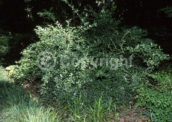 White blooms; Evergreen