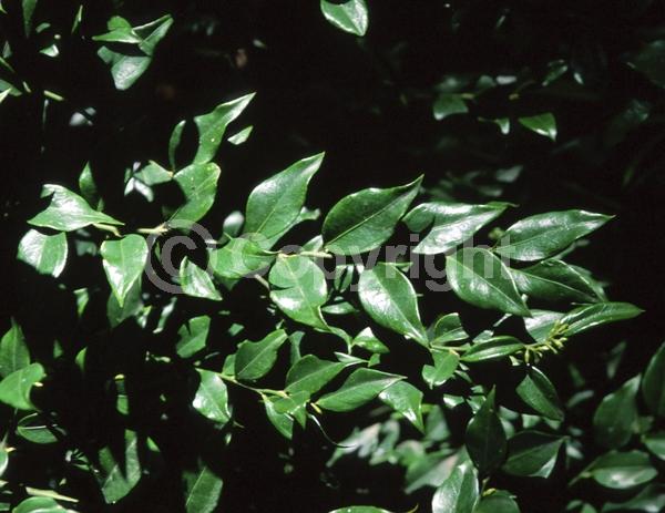 White blooms; Evergreen
