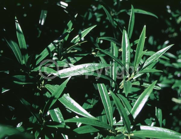 White blooms; Evergreen