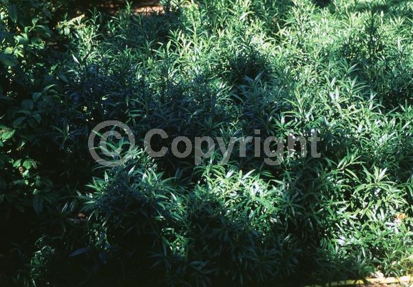 White blooms; Evergreen