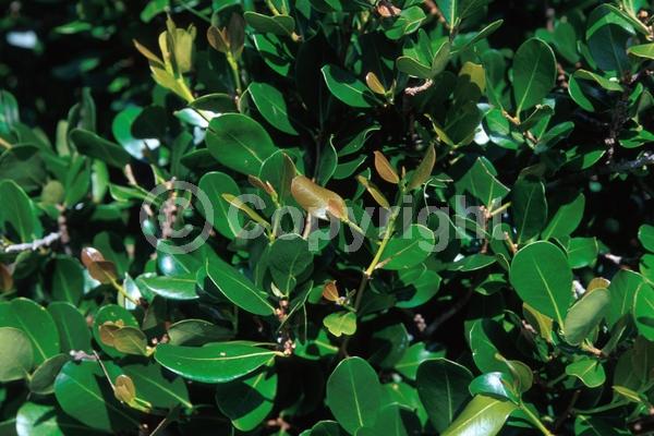 Green blooms; Evergreen; Needles or needle-like leaf; North American Native