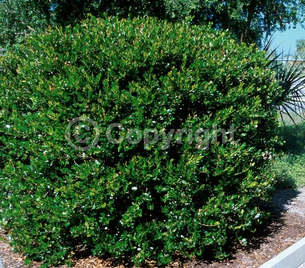 Green blooms; Evergreen; Needles or needle-like leaf; North American Native