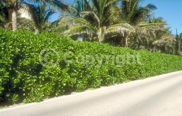 White blooms; Evergreen