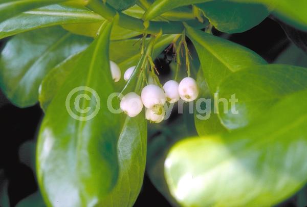 White blooms; Evergreen