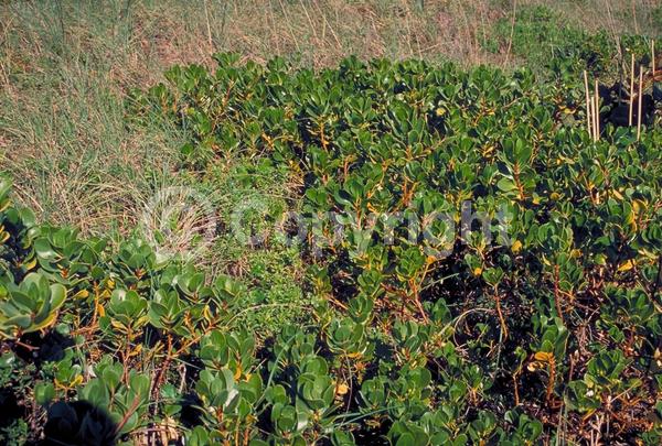 White blooms; Evergreen; North American Native