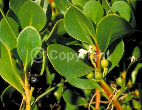 White blooms; Evergreen; North American Native