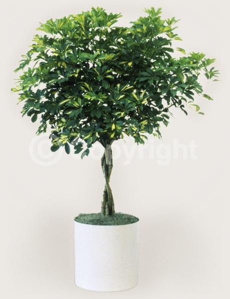 Green blooms; Evergreen; Broadleaf