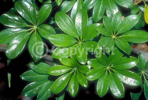 Green blooms; Evergreen; Needles or needle-like leaf
