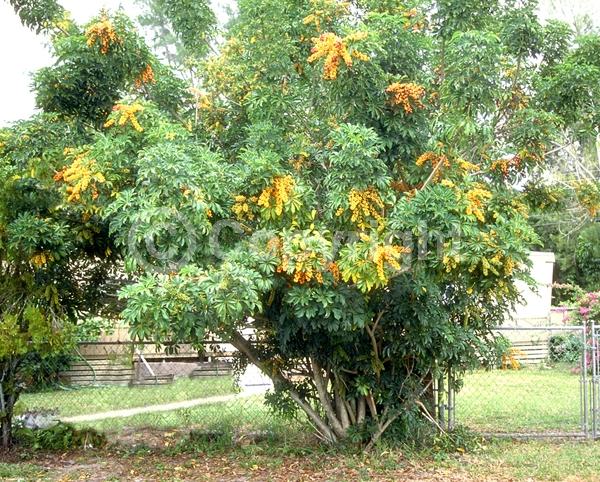 Green blooms; Evergreen; Needles or needle-like leaf