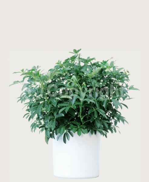 Green blooms; Evergreen; Needles or needle-like leaf