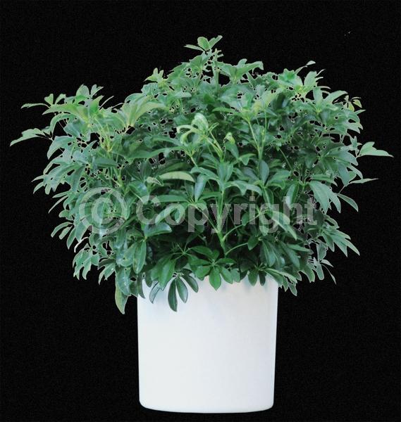 Green blooms; Evergreen; Needles or needle-like leaf