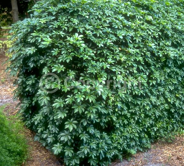 Green blooms; Evergreen; Needles or needle-like leaf