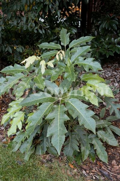 White blooms; Evergreen