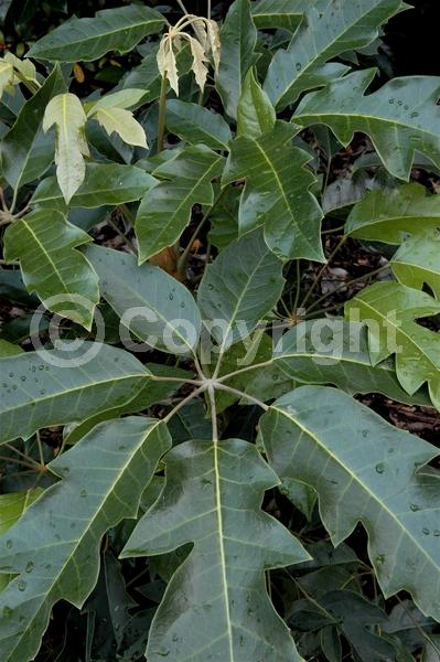 White blooms; Evergreen