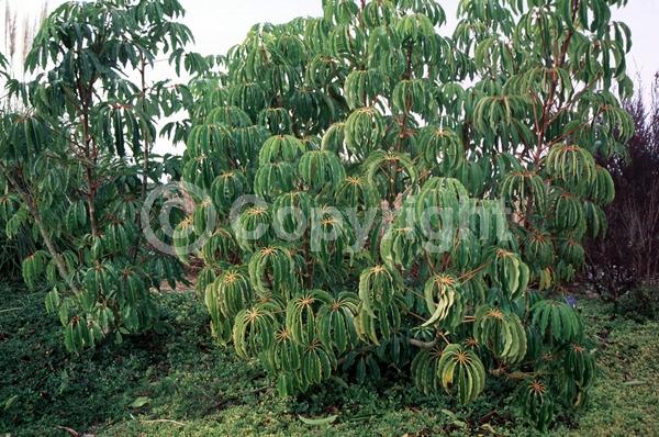 Green blooms; Evergreen
