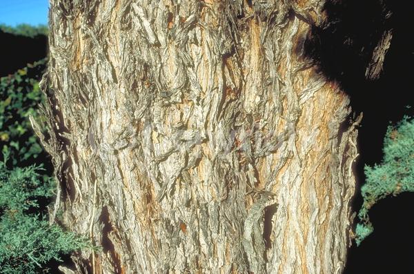 White blooms; Evergreen