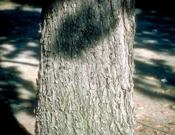 White blooms; Evergreen