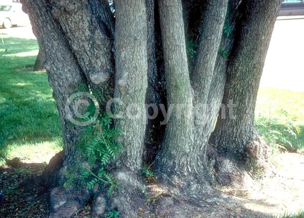 White blooms; Evergreen