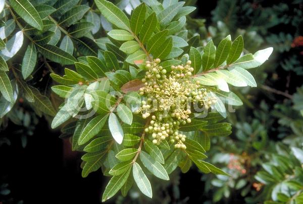 White blooms; Evergreen