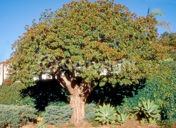 White blooms; Evergreen