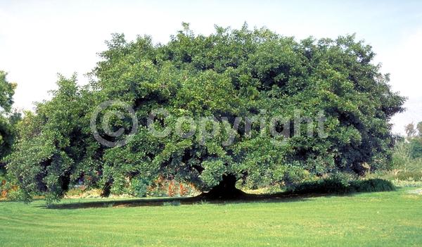 White blooms; Evergreen