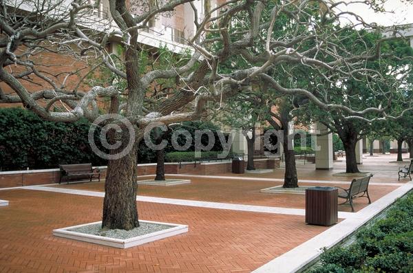 White blooms; Evergreen