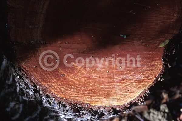 White blooms; Evergreen