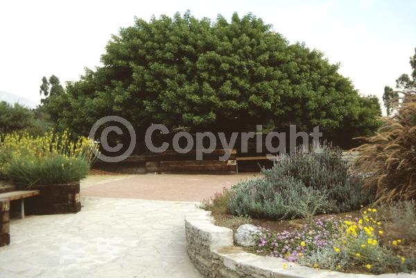 White blooms; Evergreen