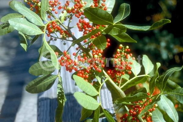 White blooms; Evergreen