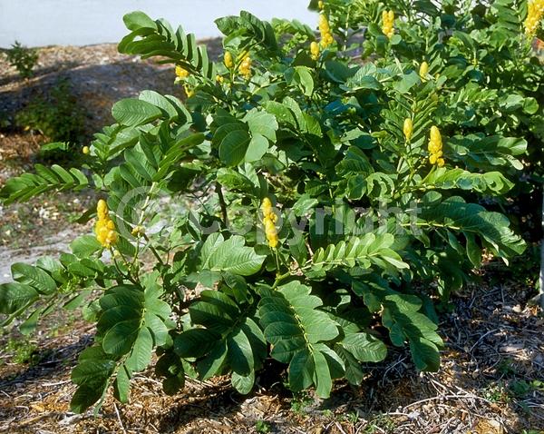 Yellow blooms; Evergreen