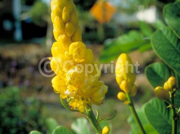 Yellow blooms; Evergreen