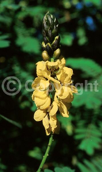 Yellow blooms; Evergreen