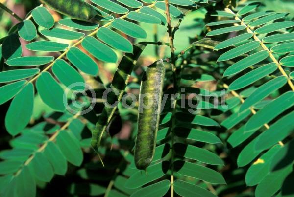 Yellow blooms; Evergreen