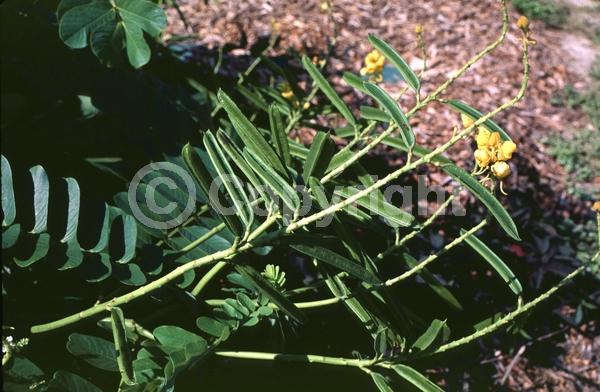 Yellow blooms; Evergreen