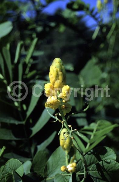 Yellow blooms; Evergreen