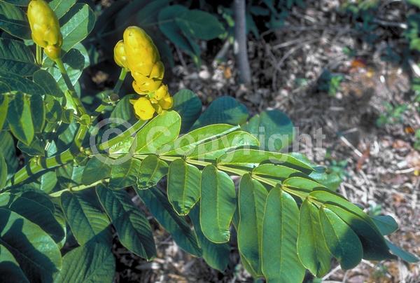 Yellow blooms; Evergreen