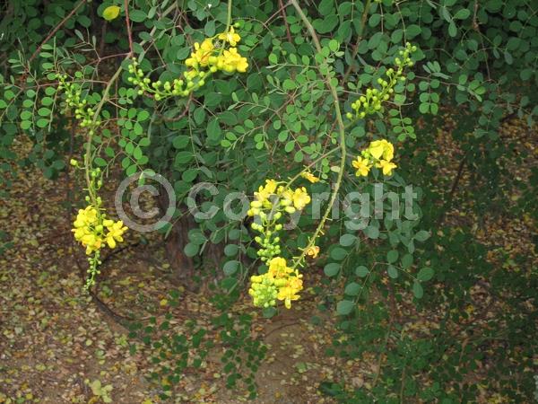 Yellow blooms; Semi-evergreen