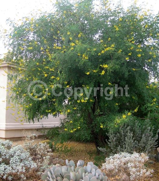 Yellow blooms; Semi-evergreen