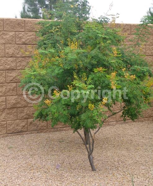 Yellow blooms; Semi-evergreen