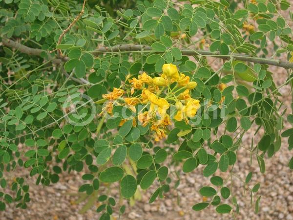 Yellow blooms; Semi-evergreen