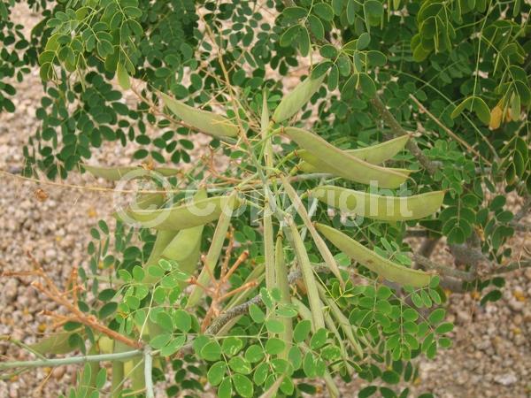 Yellow blooms; Semi-evergreen