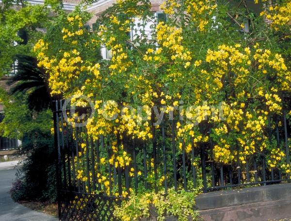 Yellow blooms; Semi-evergreen