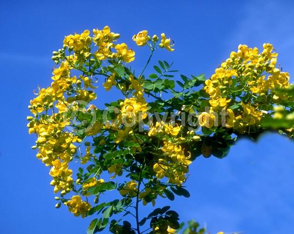 Yellow blooms; Semi-evergreen