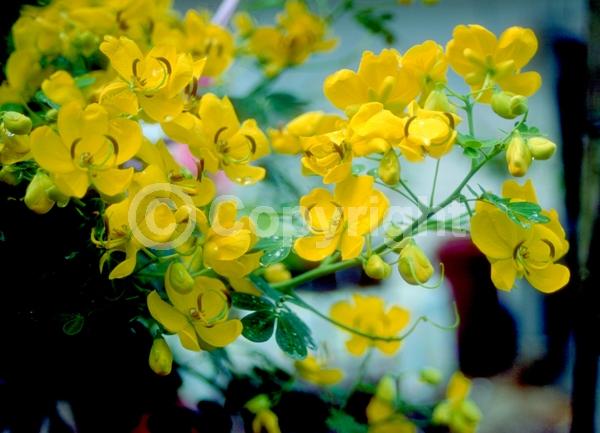 Yellow blooms; Semi-evergreen