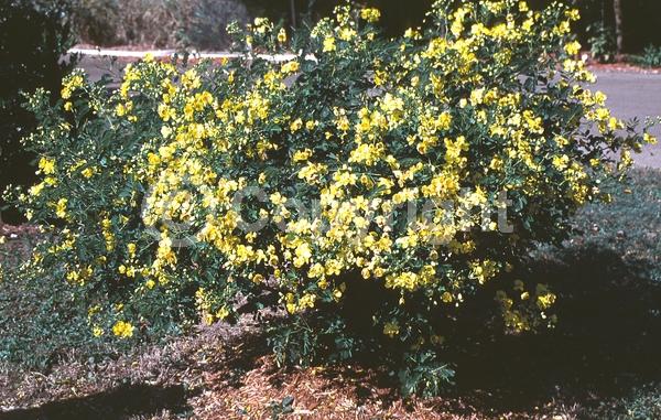 Yellow blooms; Semi-evergreen