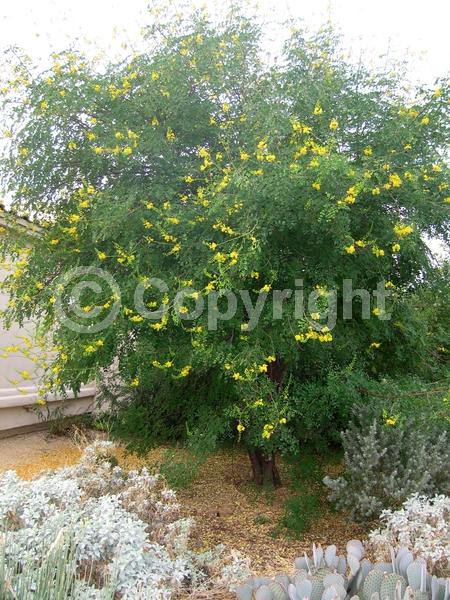 Yellow blooms; Semi-evergreen